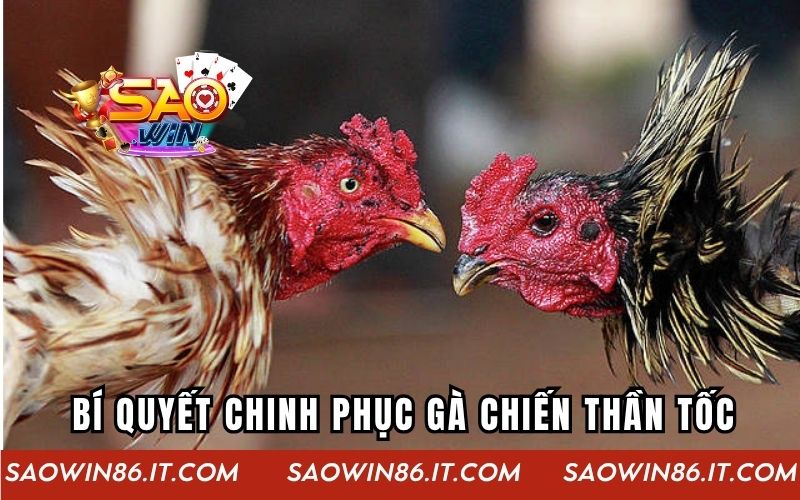 Gà Chiến Thần Tốc - Siêu Phẩm Đấu Gà Kịch Tính Từng Giây Bí quyết chinh phục gà chiến thần tốc hiệu quả như cao thủ