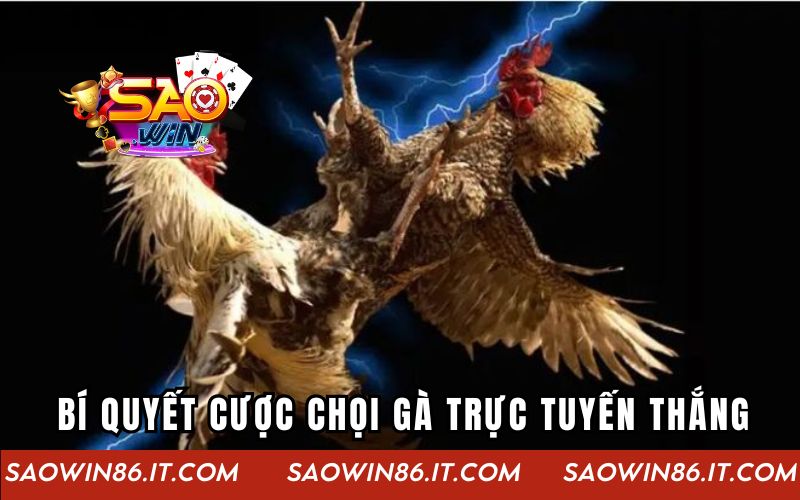 Đá Gà Đỉnh Cao | Cuộc Chơi Kịch Tính Tại Cổng Game Saowin Bí quyết cược chọi gà trực tuyến thắng cho kê thủ