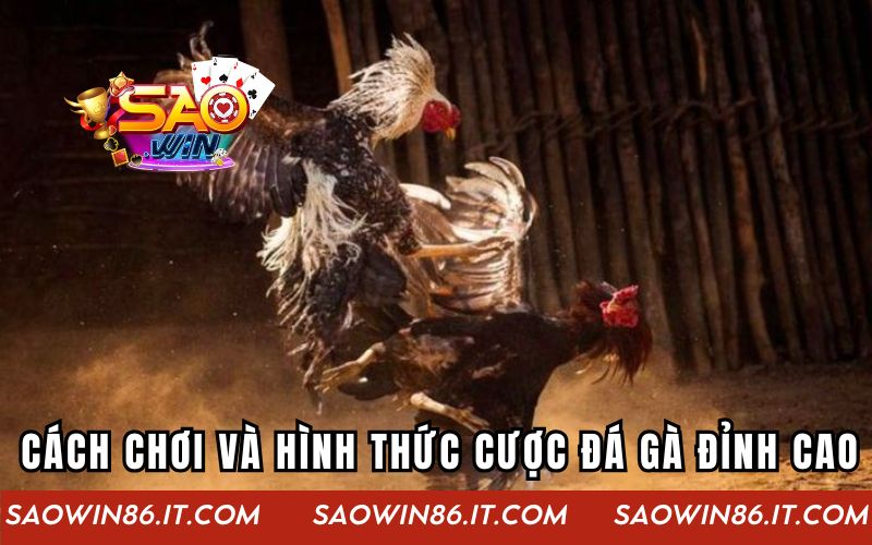 Đá Gà Đỉnh Cao | Cuộc Chơi Kịch Tính Tại Cổng Game Saowin Cách chơi và hình thức cá cược đá gà đỉnh cao
