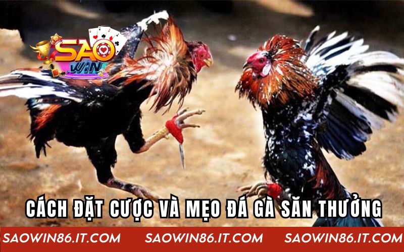 Cách đặt cược và mẹo chơi đá gà săn thưởng