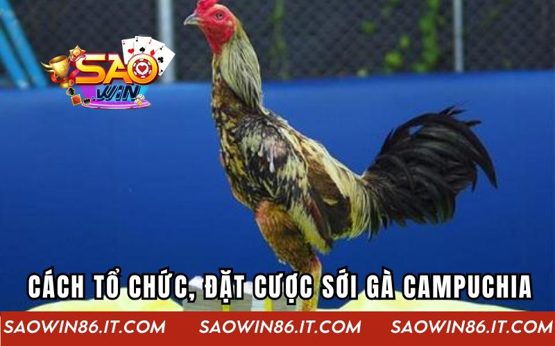Sới Gà Campuchia | Thế Giới Của Những Trận Chiến Kịch Tính Cách tổ chức và đặt cược tại sới gà Campuchia