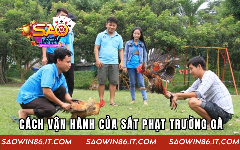 Sát Phạt Trường Gà | Thế Giới Ngầm Đầy Mưu Mô Và Hiểm Họa Cách vận hành thực sự của sát phạt trường gà