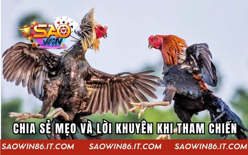 Gà Chiến Thần Tốc - Siêu Phẩm Đấu Gà Kịch Tính Từng Giây Chia sẻ mẹo và lời khuyên khi tham chiến trong chiến kê thần tốc