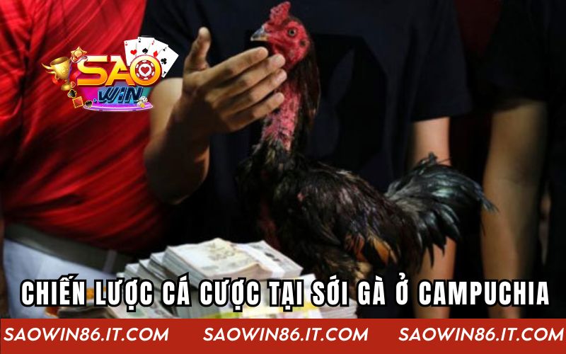 Sới Gà Campuchia | Thế Giới Của Những Trận Chiến Kịch Tính Chiến lược cá cược tại sới gà ở Campuchia