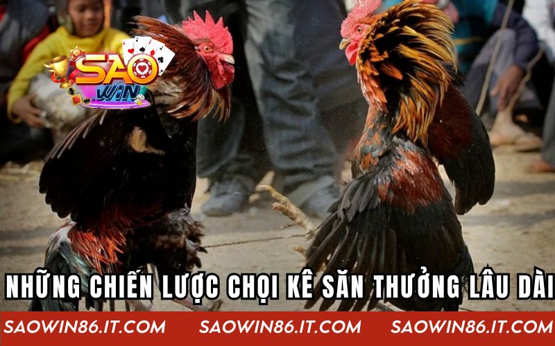 Những chiến lược chọi kê săn thưởng lâu dài