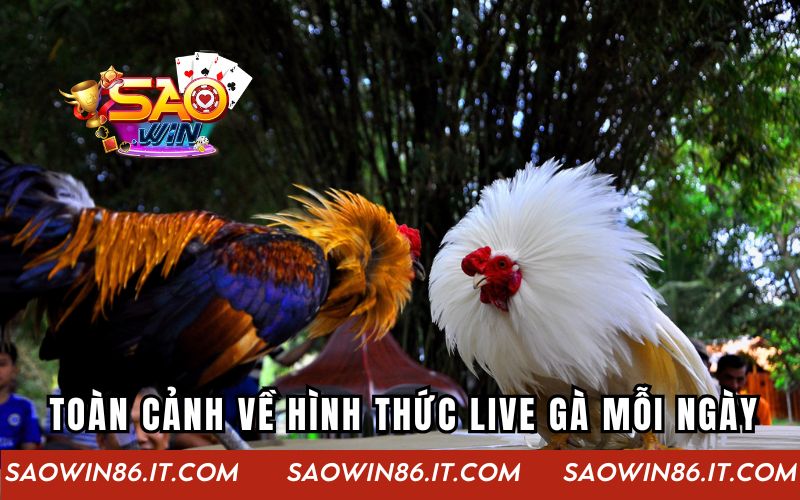 Live Gà Mỗi Ngày | Trải Nghiệm Đỉnh Cao Ở Thế Giới Online Toàn cảnh về hình thức live gà mỗi ngày