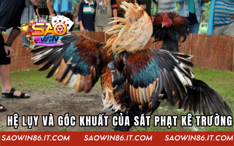 Sát Phạt Trường Gà | Thế Giới Ngầm Đầy Mưu Mô Và Hiểm Họa Những hệ lụy và góc khuất của sát phạt kê trường