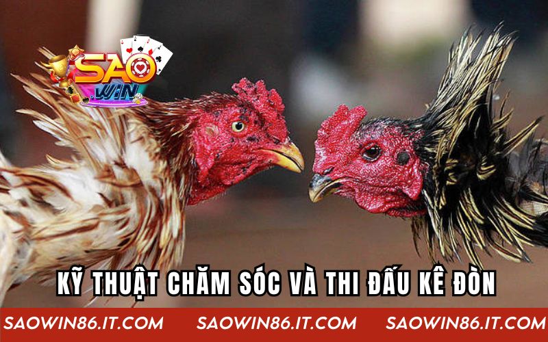 Gà Đòn Siêu Kinh Điển | Cuộc Thư Hùng Đỉnh Cao Của Kê Thủ Kỹ thuật chăm sóc và thi đấu kê đòn