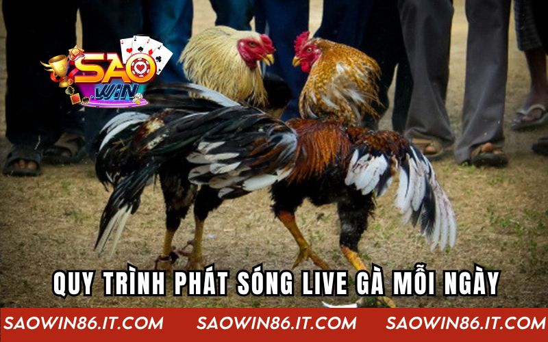 Live Gà Mỗi Ngày | Trải Nghiệm Đỉnh Cao Ở Thế Giới Online Quy trình phát sóng live gà mỗi ngày