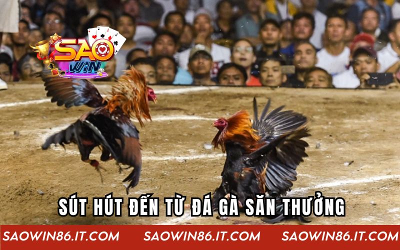 Sút hút đến từ đá gà săn thưởng
