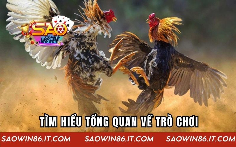 Gà Chiến Thần Tốc - Siêu Phẩm Đấu Gà Kịch Tính Từng Giây Tìm hiểu tổng quan về trò chơi hấp dẫn gà chiến thần tốc