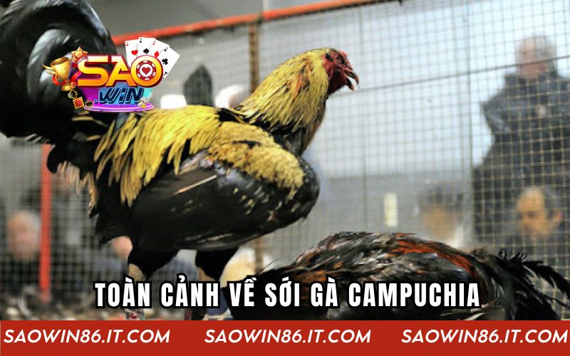 Sới Gà Campuchia | Thế Giới Của Những Trận Chiến Kịch Tính Toàn cảnh về sới gà Campuchia