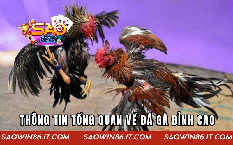 Đá Gà Đỉnh Cao | Cuộc Chơi Kịch Tính Tại Cổng Game Saowin Thông tin tổng quan về đá gà đỉnh cao