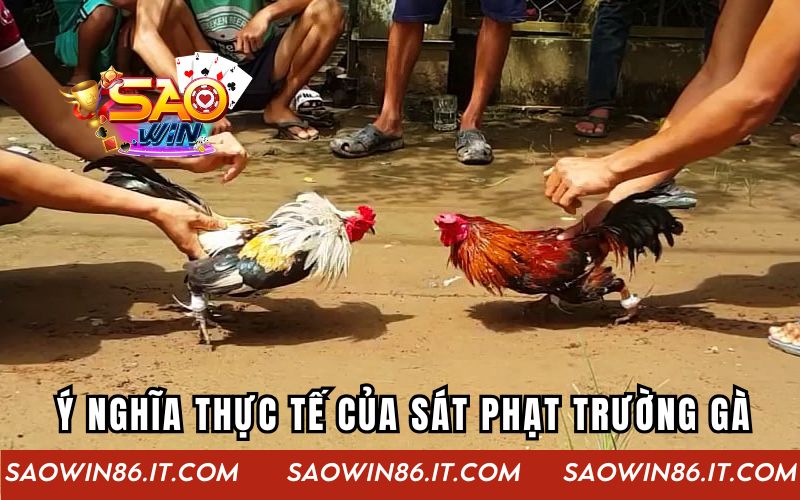 Sát Phạt Trường Gà | Thế Giới Ngầm Đầy Mưu Mô Và Hiểm Họa Ý nghĩa thực tế của sát phạt trường gà